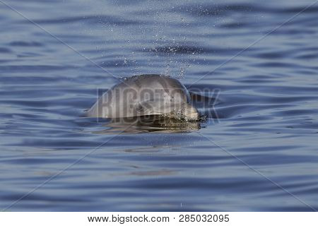 Wild Atlantic Bottlenose Dolphin (tursiops Truncatus) Exhaling As It Surfaces - Jekyll Island, Georg