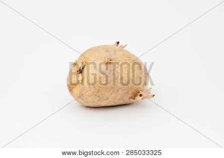 Close Up View Of Sprouted Potato Isolated On White Background