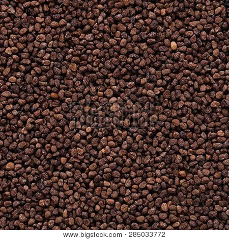 High Quality Seeds Of Nicotiana, In A Texture Form For Your Personal Garden. Can Be Used By Seed Pro