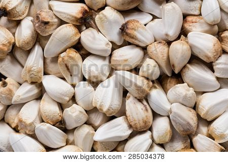 High Quality Seeds Of Saffron, Flower In A Texture Form For Your Unique Garden. Can Be Used By Seed 