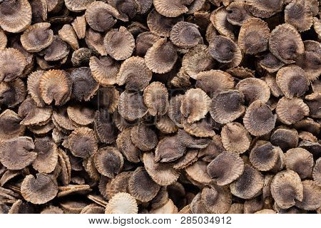 High Quality Seeds Of Malva, Gentle Flower In A Texture Form For Your Adorable Garden. Can Be Used B