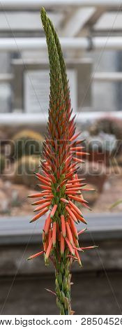 Close Up Of A Flower Stalk Of An Aloe Sheilae Plant