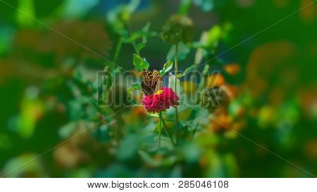 Beautiful Butterfly Flying Over A Flower, Closeup. Spring. Nature. Sunny Day. Background.