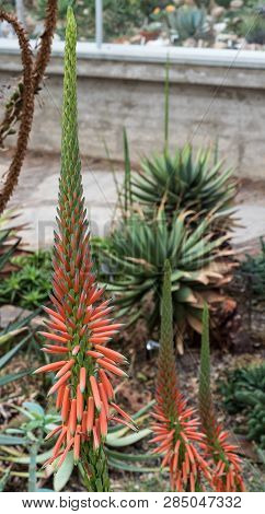 Close Up Of A Flower Stalk Of An Aloe Sheilae Plant