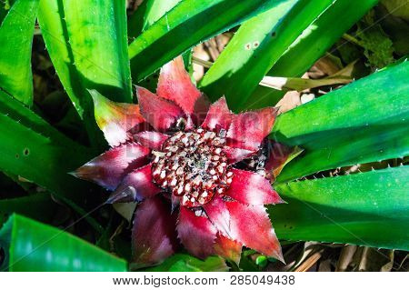 Canistrum Giganteum Bromeliaceae Tropical Flower From Brazil