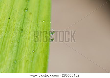 Water Drops Run Off A Green Leaf
