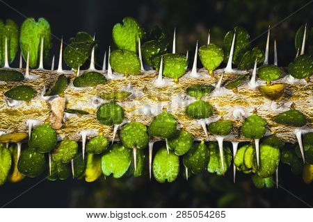 Alluaudia Adscendens Plant Needle Trunk And Green Leaves, Background Image With Place For Text