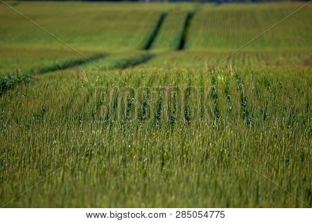 Dirt Road Path In Cereal Field Landscape In Spring. Tractor Tire Tracks On The Field In Latvia. Summ