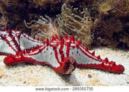 Close Up View Of Red-knobbed Starfish With Sea Anemones On Background