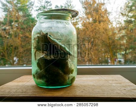 Can Of Pickled Cucumbers On Window On A Background Of Autumn Or Winter Forest.  Huge Texture Of Mold