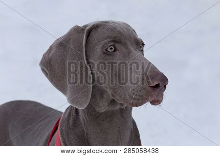 Cute Short-haired Weimaraner Vorstehhund Is Standing On The White Snow. Pet Animals.