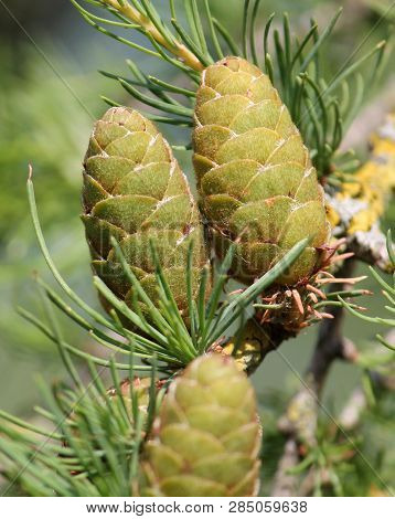European Larch (larix Decidua) Green Cones On Branch
