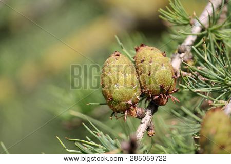European Larch (larix Decidua) Green Cones On Branch
