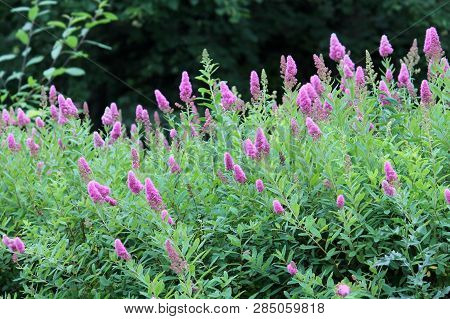 Flowering Spiraea Salicifolia Or Willowleaf Meadowsweet In Garden. General View Of Shrub With Green 