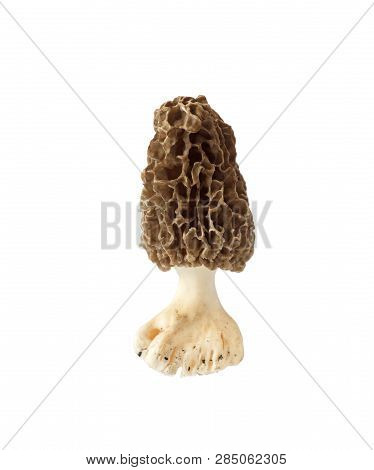 Morel Mushroom Isolated On White Background With Clipping Path
