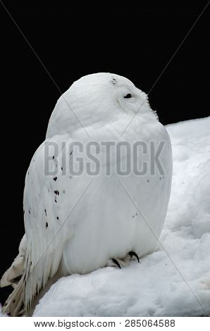 White (polar) Owl. The Snowy Owl Is A Predator With Yellow Eyes And White Feathers