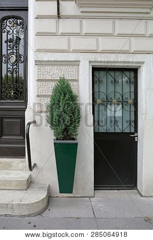 House Door With Evergreen Pine Tree In Hanging Pot