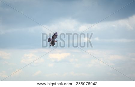 This Bird Is Well Known As Condor.