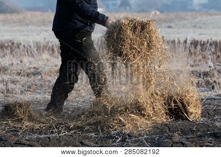 Man Working On The Field Carrying The Straw For Covering The Ground Using Pitchfork To Keep The Fert