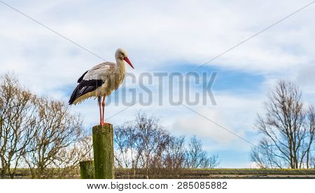 White Stork Standing On A High Wooden Pole With A Blue Sky In The Background, Migrated Bird From Afr