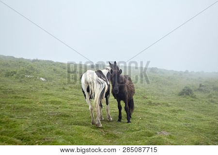 Wild Horses Grazing On La Rhune Mountain In The Basque Country, France