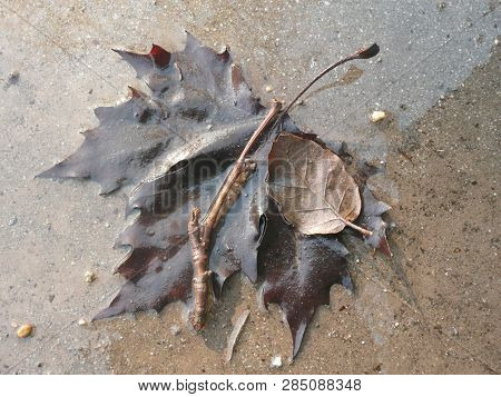 A Brown Maple Leaf And Oak Leaf On Wet Cement