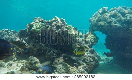 A Variety Of Colourful Reef Fish Such As Goldring Surgeonfish And Raccoon Butterflyfish At Honolua B