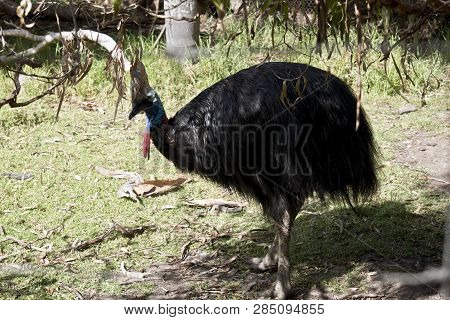 The  Australian Cassowary Is Hiding Under A Tree In The Shadows