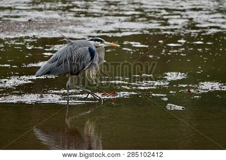 Wind Ruffles The Feathers Of A Great Blue Heron As It Walks Across Witty's Lagoon At Low Tide