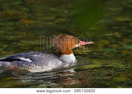 Sun Illuminates The Plumage Of A Common Merganser As She Swims Upstream On Goldstream River In The W