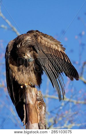 Juvenile Bald Eagle Holds Its Head Upside Down As It Preens Itself On A Snag In Goldstream Provincia
