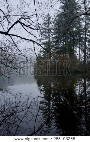 View Of Tree Covered Island Through Branches On Shore, On A Foggy Day At Thetis Lake, Vancouver Isla