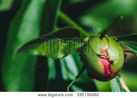 Small Black Ants Creep On Young Peony Bud In Macro. Green Pink Unblown Bud With Long Green Leaves Cl