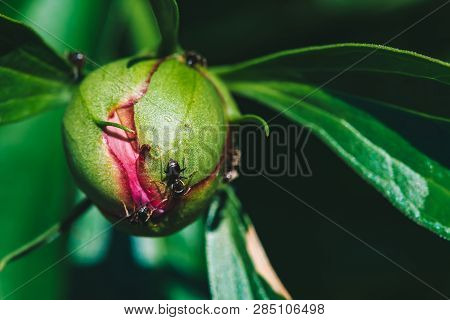 Small Black Ants Creep On Young Peony Bud In Macro. Green Pink Unblown Bud With Long Green Leaves Cl