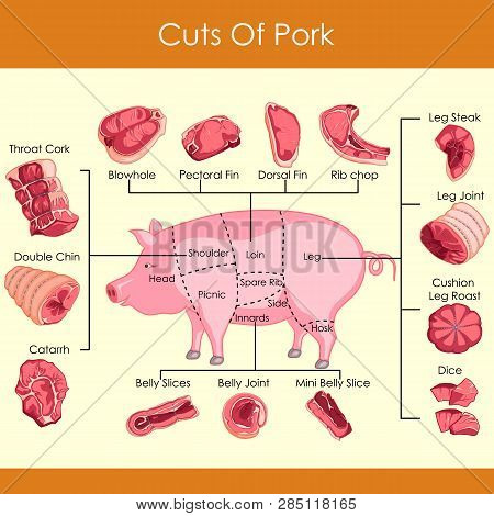 Vector Illustration Of Different Cuts Of Pork