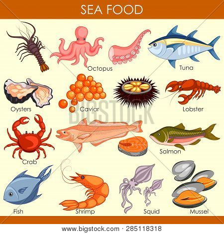 Vector Illustration Of Different Variety Of Sea Food