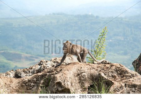 Lonely Long Tailed Macaque Monkey Walking On The Highest Top Of Rock Mountain. Macaca Fascicularis