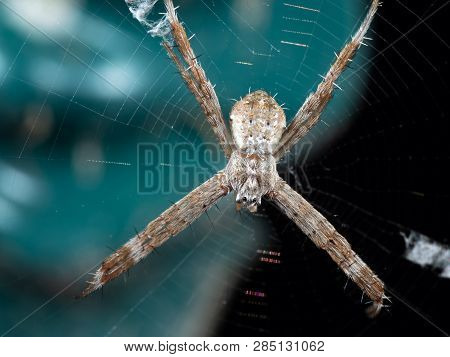 Macro Photo Of St Andrew's Cross Spider On Web Isolated On Background