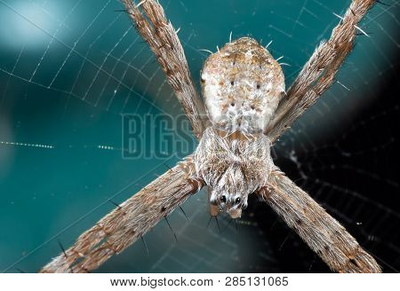 Macro Photo Of St Andrew's Cross Spider On Web Isolated On Background