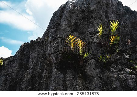 Green Fern Leaves Growing On Hard Granite Volcanic Rock. Concept Of Persistence In Overcome Hardship