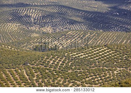 Olive Tree Fields In Andalusia. Spanish Agricultural Harvest Landscape. Jaen