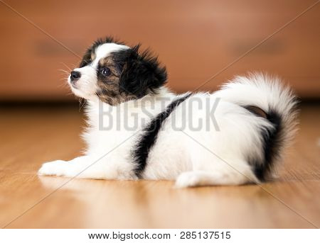 Charming Papillon Puppy Lying On The Floor