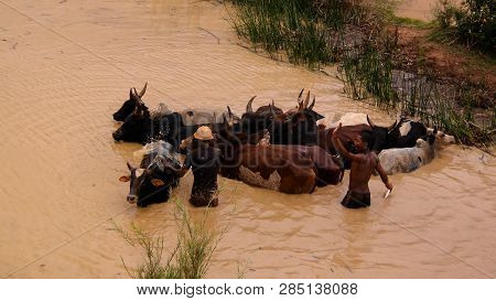 Washing Zebus In The Onive River - 05 December 2018 Antanifotsy,madagascar