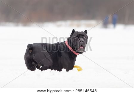 Cane Corso. Young Dog Plays With Toys. Walking Outdoors In The Winter.  How To Protect Your Pet From