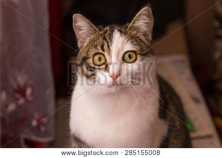 Portrait Of A Cute Cat With Beautiful Eyes. Striped Miracle.