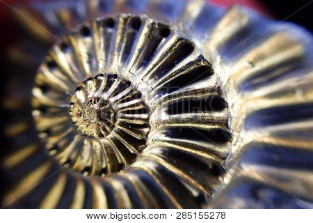 Ammonite Fossil Texture