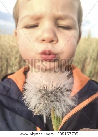 2 Years Boy Blowing Dandelions At Cereals Field. Closeup