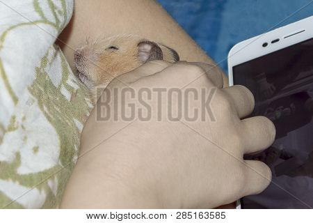 Hamster Sleeps In The Arms Of A Little Girl