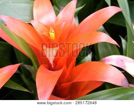 Bromeliad Plant Guzmania In Red And Orange Color