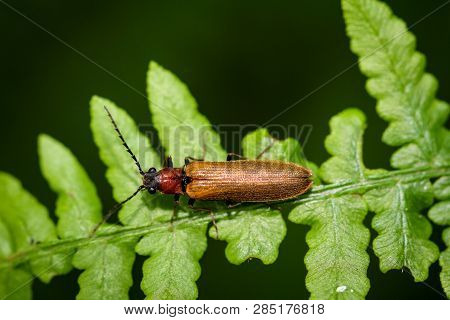 This Is A Brown Beatle On A Leaf